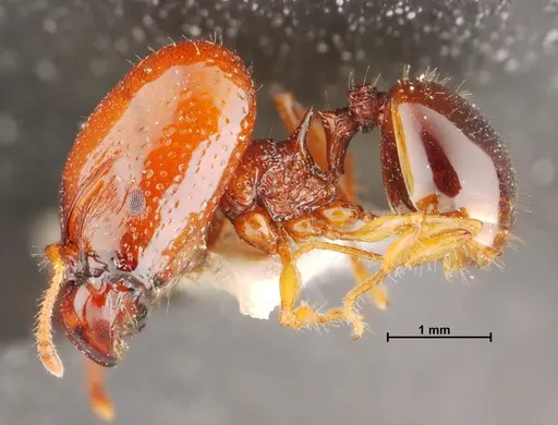 Acanthomyrmex thailandensis specimen