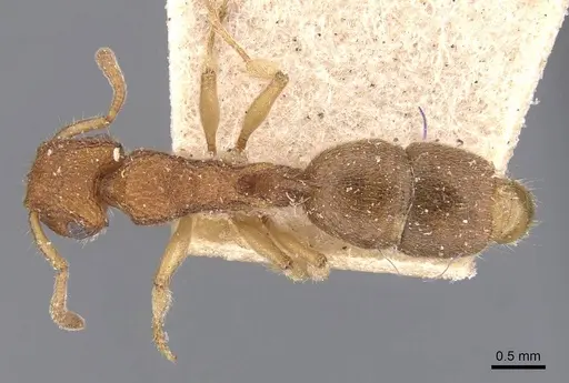 Acanthoponera goeldii specimen