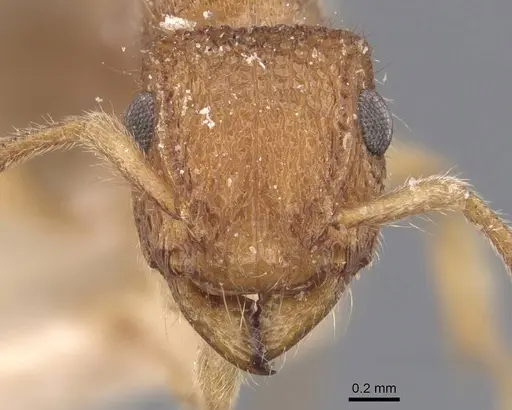 Acanthoponera goeldii specimen