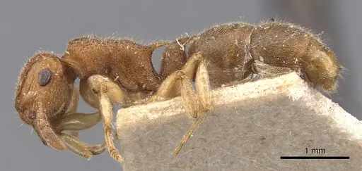 Acanthoponera goeldii specimen