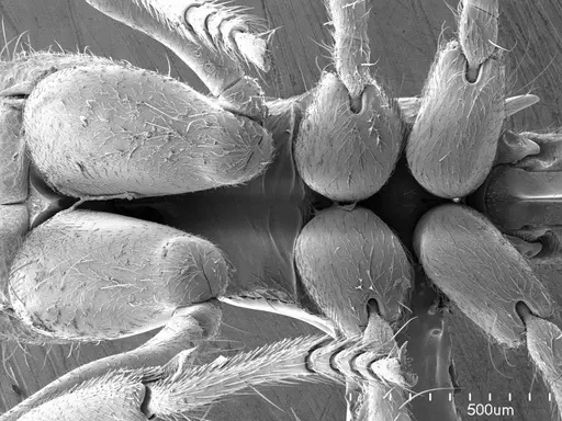 Acanthoponera minor specimen