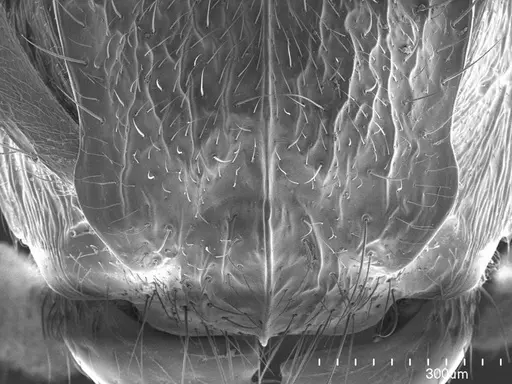 Acanthoponera minor specimen