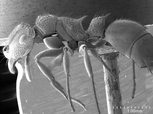 Acanthoponera minor specimen