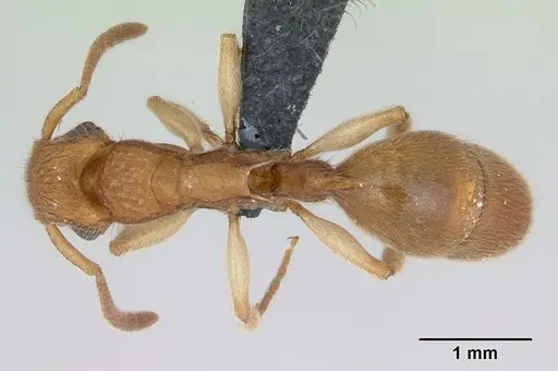 Acanthoponera minor - CASENT0039772