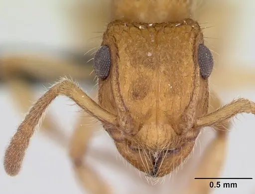 Acanthoponera minor - CASENT0039772