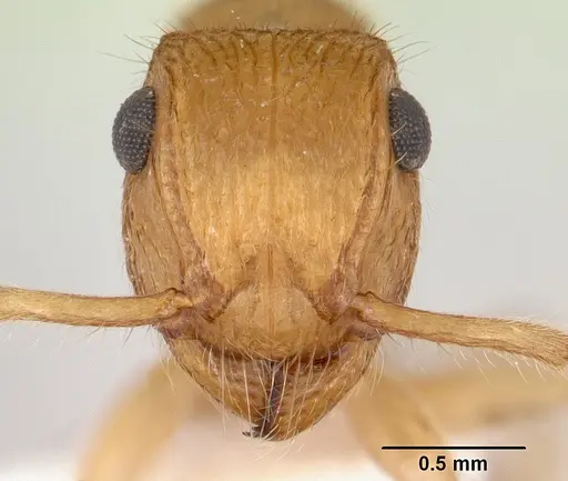 Acanthoponera minor - CASENT0178699