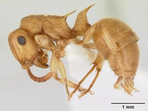 Acanthoponera minor - CASENT0178699