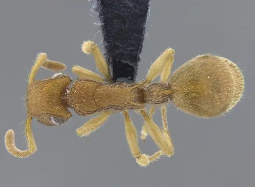 Acanthoponera minor - IAVH-E-264060