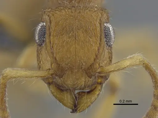 Acanthoponera minor - IAVH-E-264060