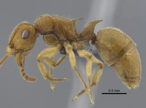 Acanthoponera minor - IAVH-E-264060