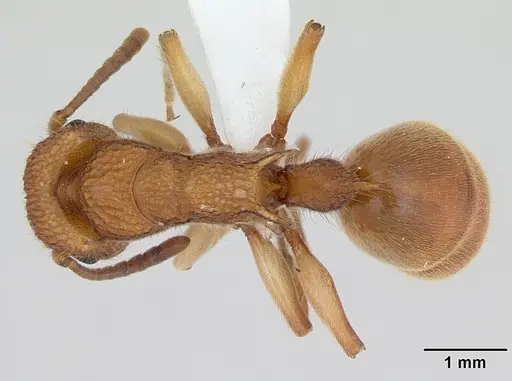 Acanthoponera mucronata specimen
