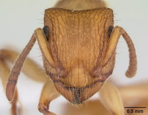 Acanthoponera mucronata specimen
