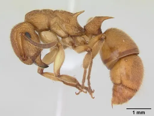 Acanthoponera mucronata specimen
