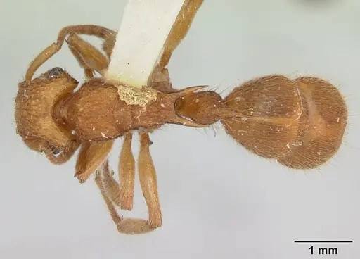 Acanthoponera peruviana specimen