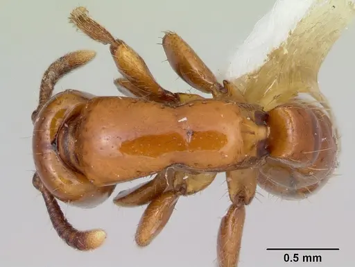 Acanthostichus arizonensis specimen