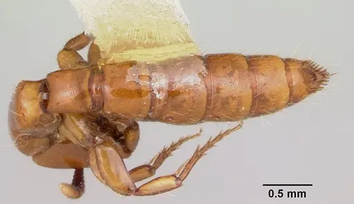 Acanthostichus arizonensis specimen
