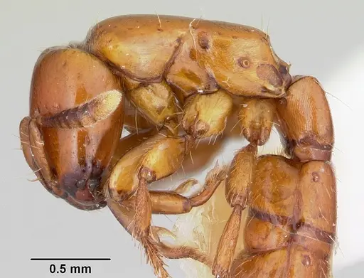 Acanthostichus arizonensis - CASENT0103128