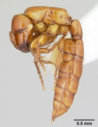 Acanthostichus arizonensis - CASENT0103128