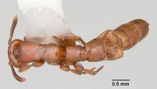 Acanthostichus arizonensis - CASENT0103129