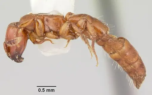 Acanthostichus arizonensis - CASENT0103129