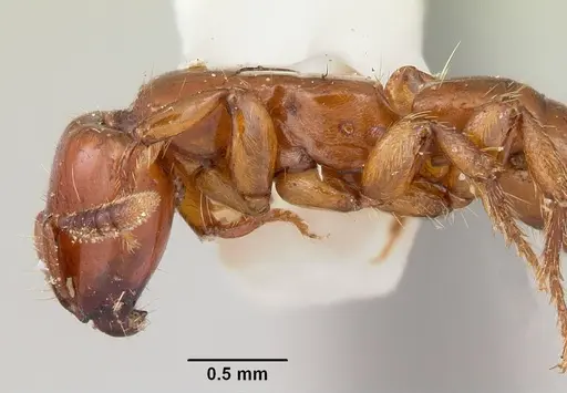 Acanthostichus arizonensis - CASENT0103129