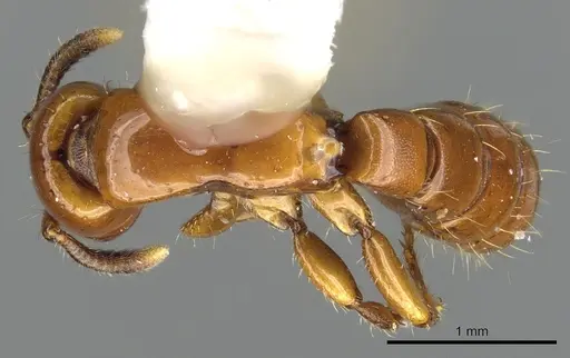 Acanthostichus arizonensis - CASENT0903668