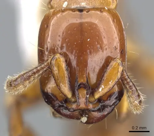 Acanthostichus arizonensis - CASENT0903668