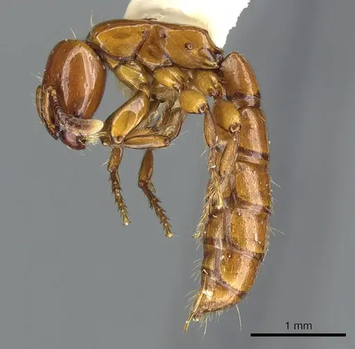 Acanthostichus arizonensis - CASENT0903668