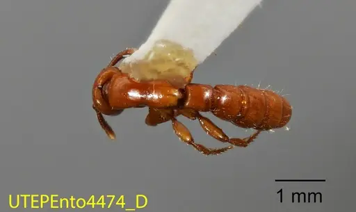 Acanthostichus arizonensis - UTEPENTO4474