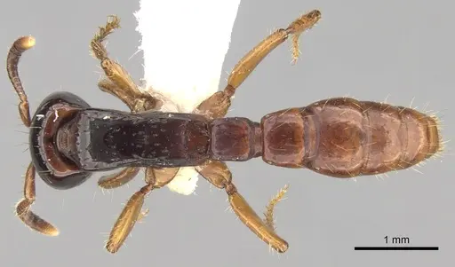 Acanthostichus bentoni specimen