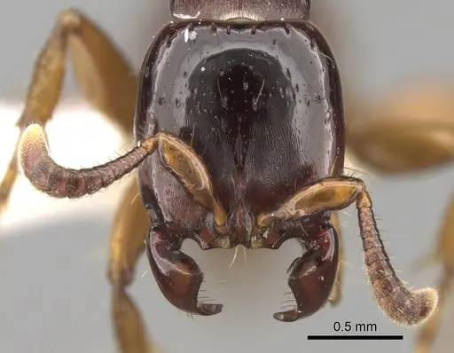Acanthostichus bentoni specimen