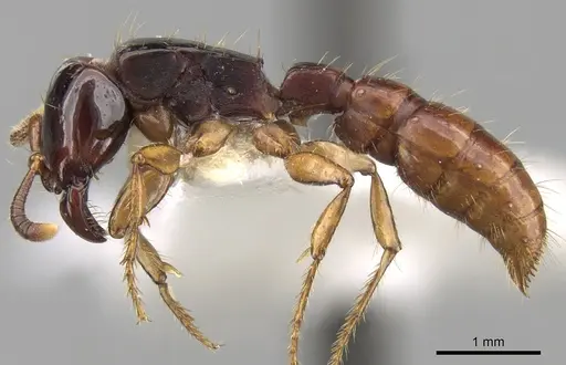 Acanthostichus bentoni specimen