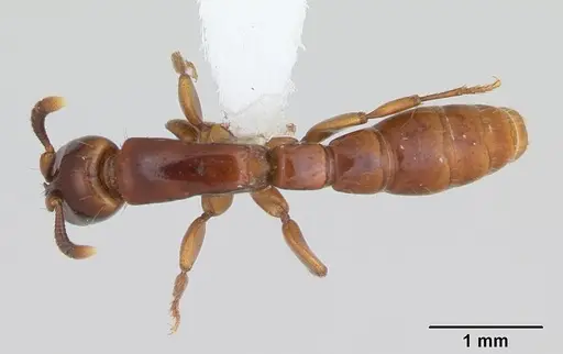 Acanthostichus brevicornis specimen