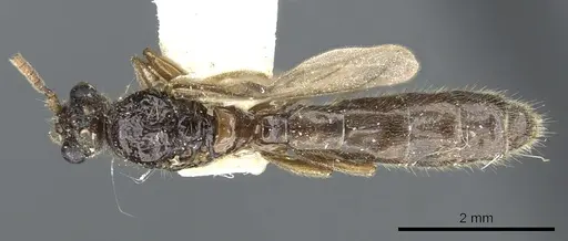 Acanthostichus brevinodis specimen