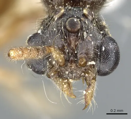 Acanthostichus brevinodis specimen