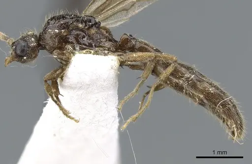 Acanthostichus brevinodis specimen