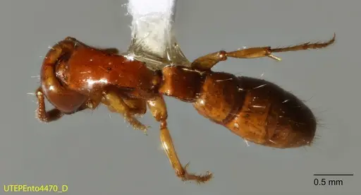 Acanthostichus concavinodis specimen