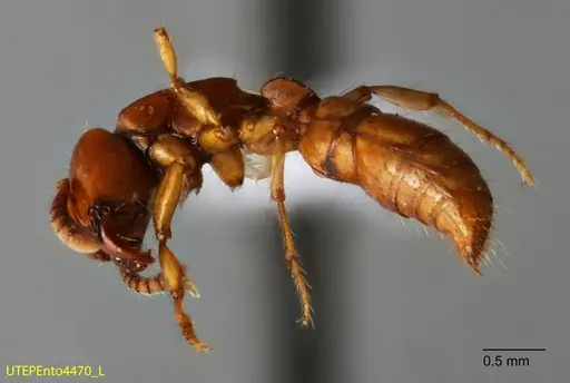 Acanthostichus concavinodis specimen