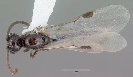 Acanthostichus davisi specimen