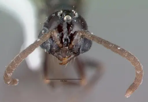 Acanthostichus davisi specimen