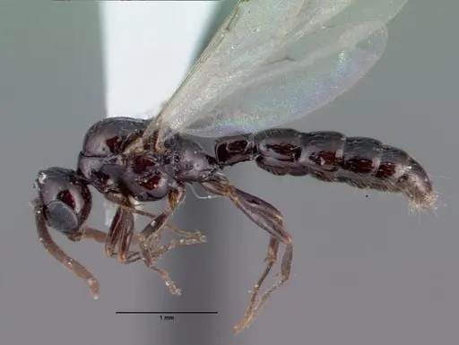 Acanthostichus davisi - CASENT0010698