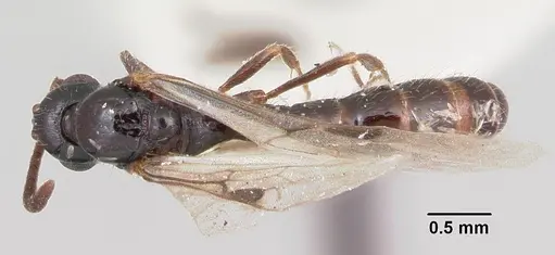 Acanthostichus davisi - CASENT0103134