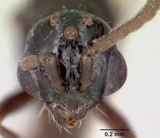 Acanthostichus davisi - CASENT0103134