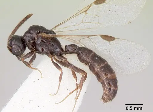 Acanthostichus davisi - CASENT0103134