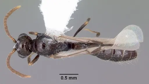 Acanthostichus davisi - CASENT0104942