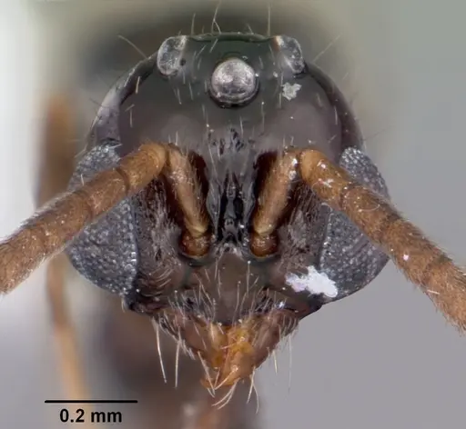 Acanthostichus davisi - CASENT0104942