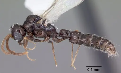 Acanthostichus davisi - CASENT0104942