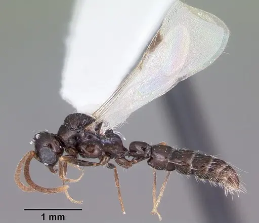 Acanthostichus davisi - CASENT0104942