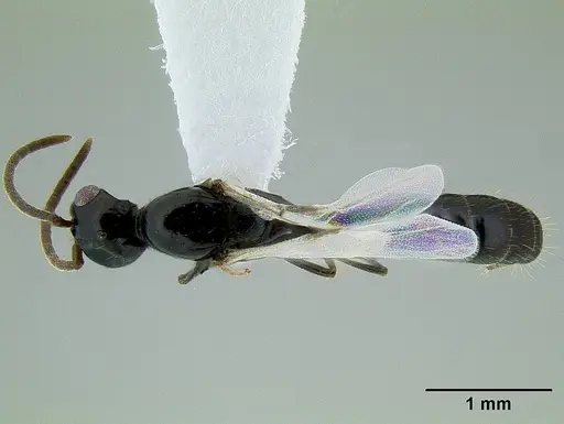 Acanthostichus davisi - CASENT0106228