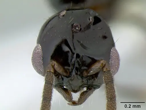 Acanthostichus davisi - CASENT0106228